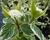 Svída bílá 'Variegata'