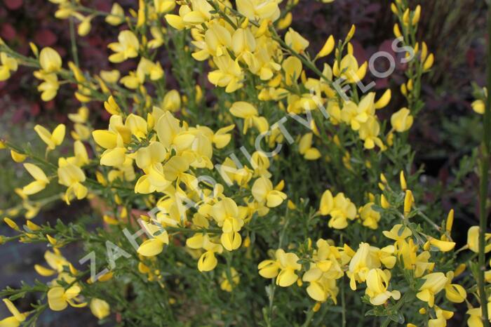 Čilimník časný 'Allgold' - Cytisus praecox 'Allgold'