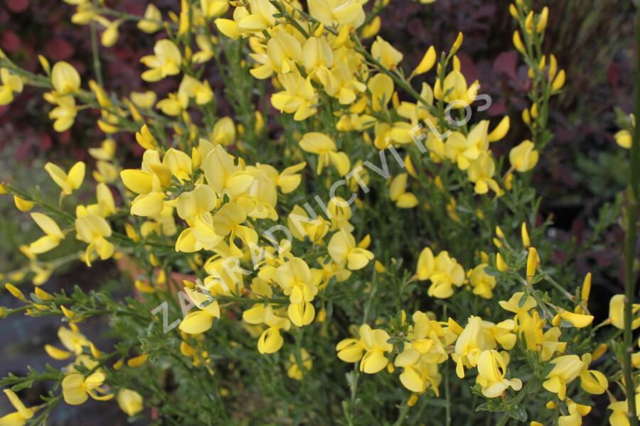 Čilimník časný 'Allgold' - Cytisus praecox 'Allgold'