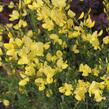 Čilimník časný 'Allgold' - Cytisus praecox 'Allgold'