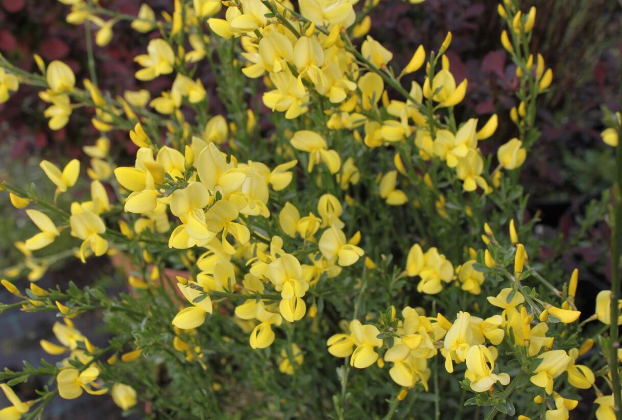 Čilimník časný 'Allgold' - Cytisus praecox 'Allgold'