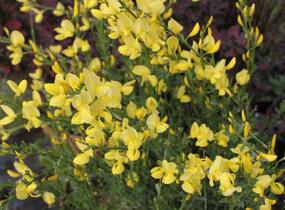Čilimník časný 'Allgold' - Cytisus praecox 'Allgold'