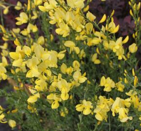 Čilimník časný 'Allgold' - Cytisus praecox 'Allgold'