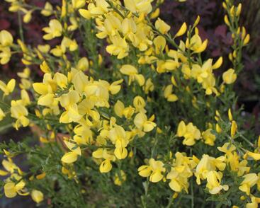 Čilimník časný 'Allgold'