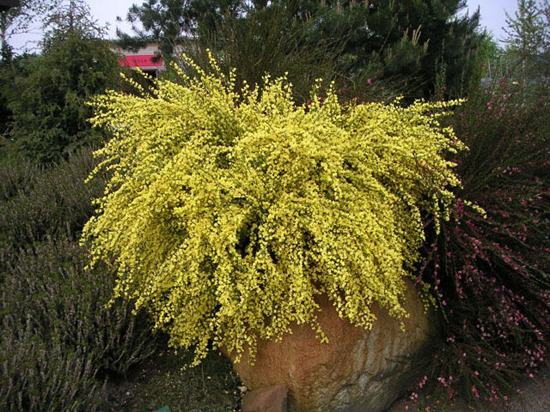 Čilimník časný 'Allgold' - Cytisus praecox 'Allgold'