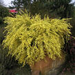 Čilimník časný 'Allgold' - Cytisus praecox 'Allgold'