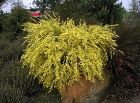 Čilimník časný 'Allgold' - Cytisus praecox 'Allgold'