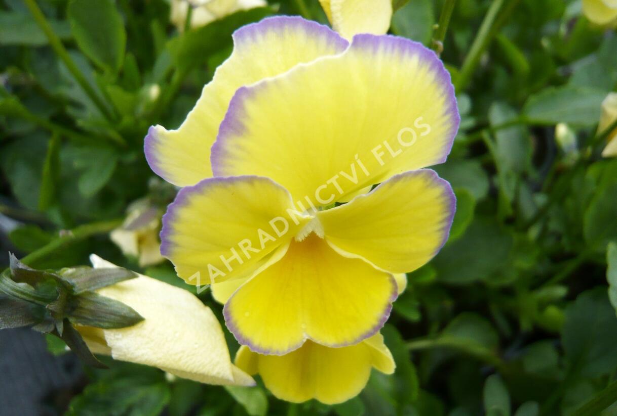 Violka australská, břečťanolistá 'Zoe' - Viola hederacea 'Zoe'