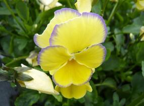 Violka australská, břečťanolistá 'Zoe' - Viola hederacea 'Zoe'