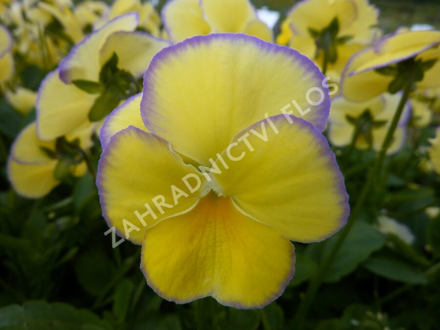 Violka australská, břečťanolistá 'Zoe' - Viola hederacea 'Zoe'