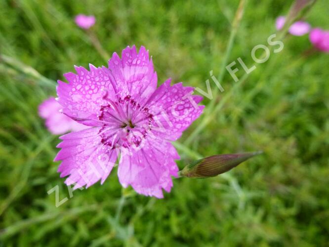Hvozdík kropenatý 'Roseus' - Dianthus deltoides 'Roseus'