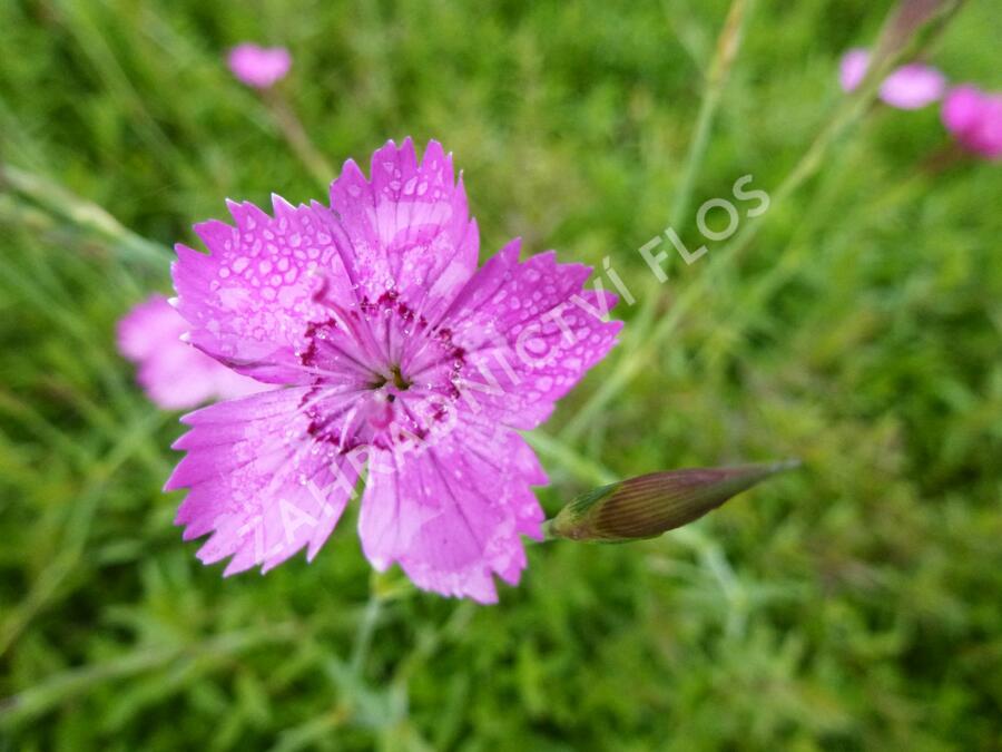 Hvozdík kropenatý 'Roseus' - Dianthus deltoides 'Roseus'