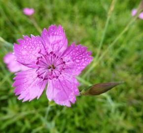 Hvozdík kropenatý 'Roseus' - Dianthus deltoides 'Roseus'