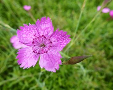 Hvozdík kropenatý 'Roseus'