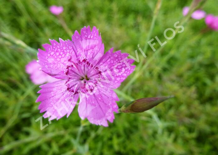 Hvozdík kropenatý 'Roseus' - Dianthus deltoides 'Roseus'
