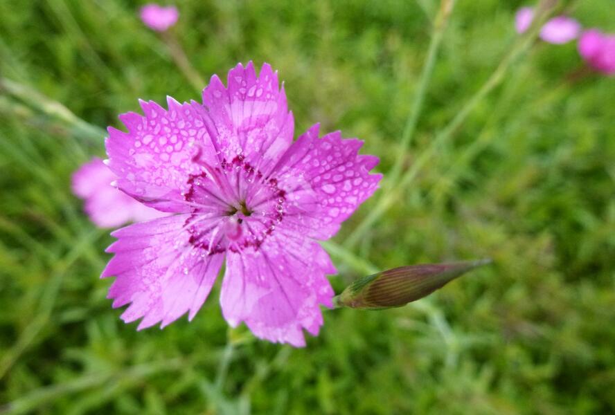 Hvozdík kropenatý 'Roseus' - Dianthus deltoides 'Roseus'