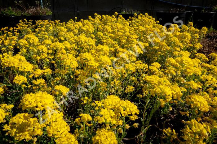 Tařice Wulfenova - Alyssum wulfenianum