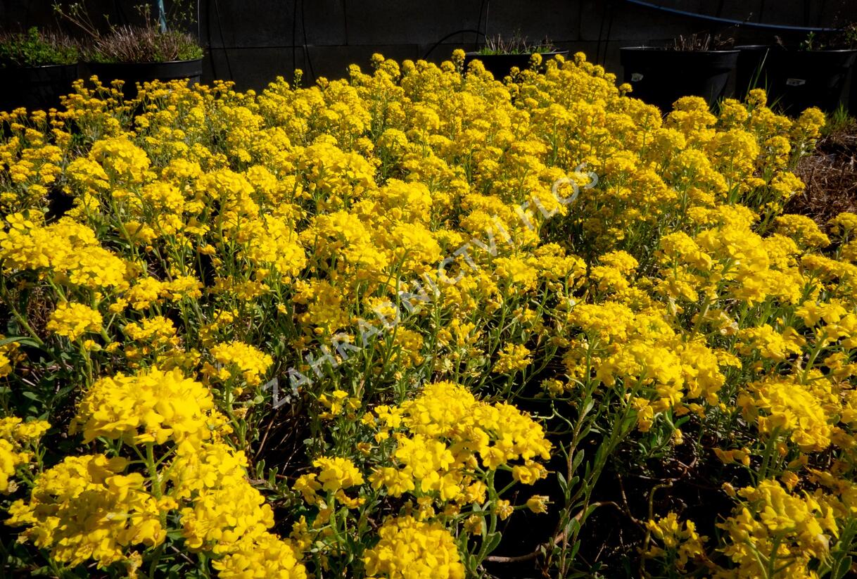 Tařice Wulfenova - Alyssum wulfenianum
