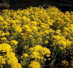 Tařice Wulfenova - Alyssum wulfenianum