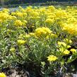 Tařice Wulfenova - Alyssum wulfenianum