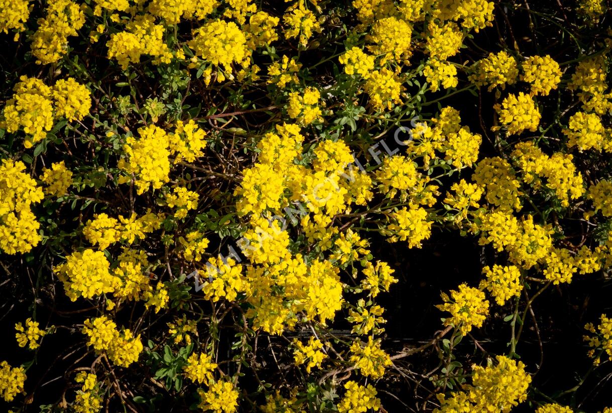 Tařice Wulfenova - Alyssum wulfenianum