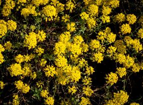 Tařice Wulfenova - Alyssum wulfenianum