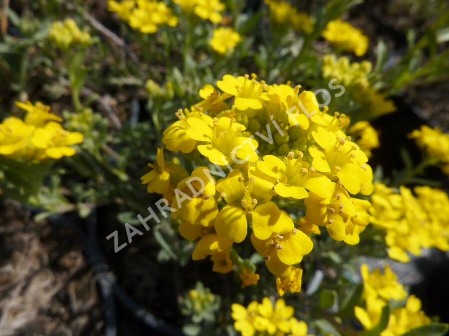 Tařice Wulfenova - Alyssum wulfenianum