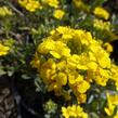 Tařice Wulfenova - Alyssum wulfenianum