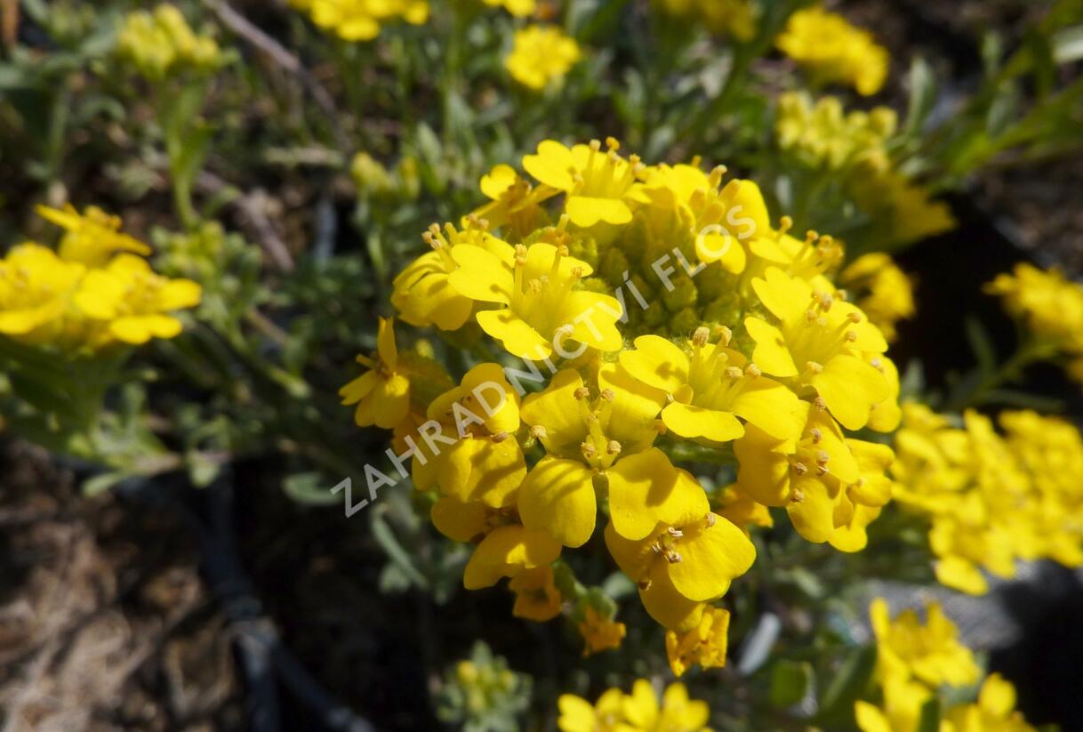 Tařice Wulfenova - Alyssum wulfenianum