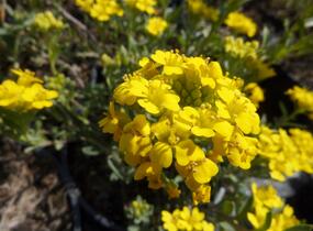 Tařice Wulfenova - Alyssum wulfenianum