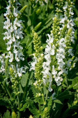 Šalvěj nádherná 'Bordeau White' - Salvia superba 'Bordeau White'