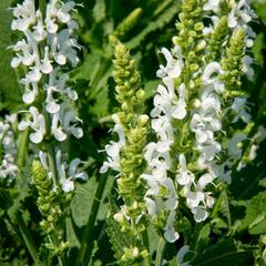 Šalvěj nádherná 'Bordeau White' - Salvia superba 'Bordeau White'