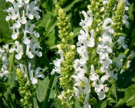 Šalvěj nádherná 'Bordeau White'