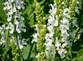 Šalvěj nádherná 'Bordeau White' - Salvia superba 'Bordeau White'