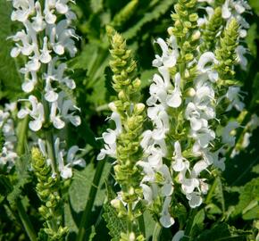 Šalvěj nádherná 'Bordeau White' - Salvia superba 'Bordeau White'