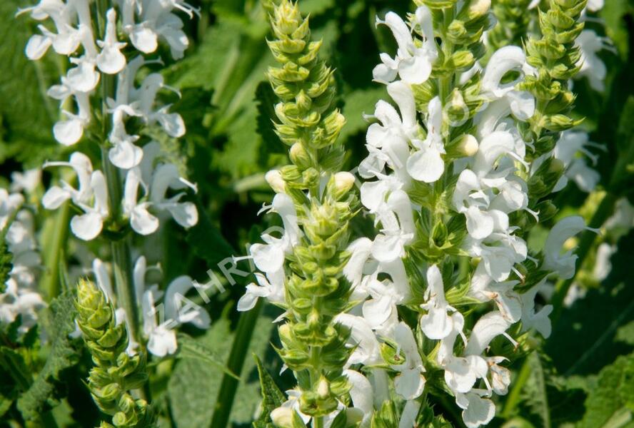 Šalvěj nádherná 'Bordeau White' - Salvia superba 'Bordeau White'