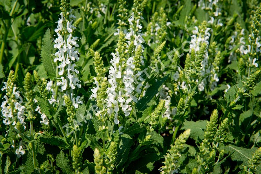 Šalvěj nádherná 'Bordeau White' - Salvia superba 'Bordeau White'