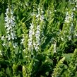 Šalvěj nádherná 'Bordeau White' - Salvia superba 'Bordeau White'