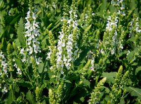 Šalvěj nádherná 'Bordeau White' - Salvia superba 'Bordeau White'