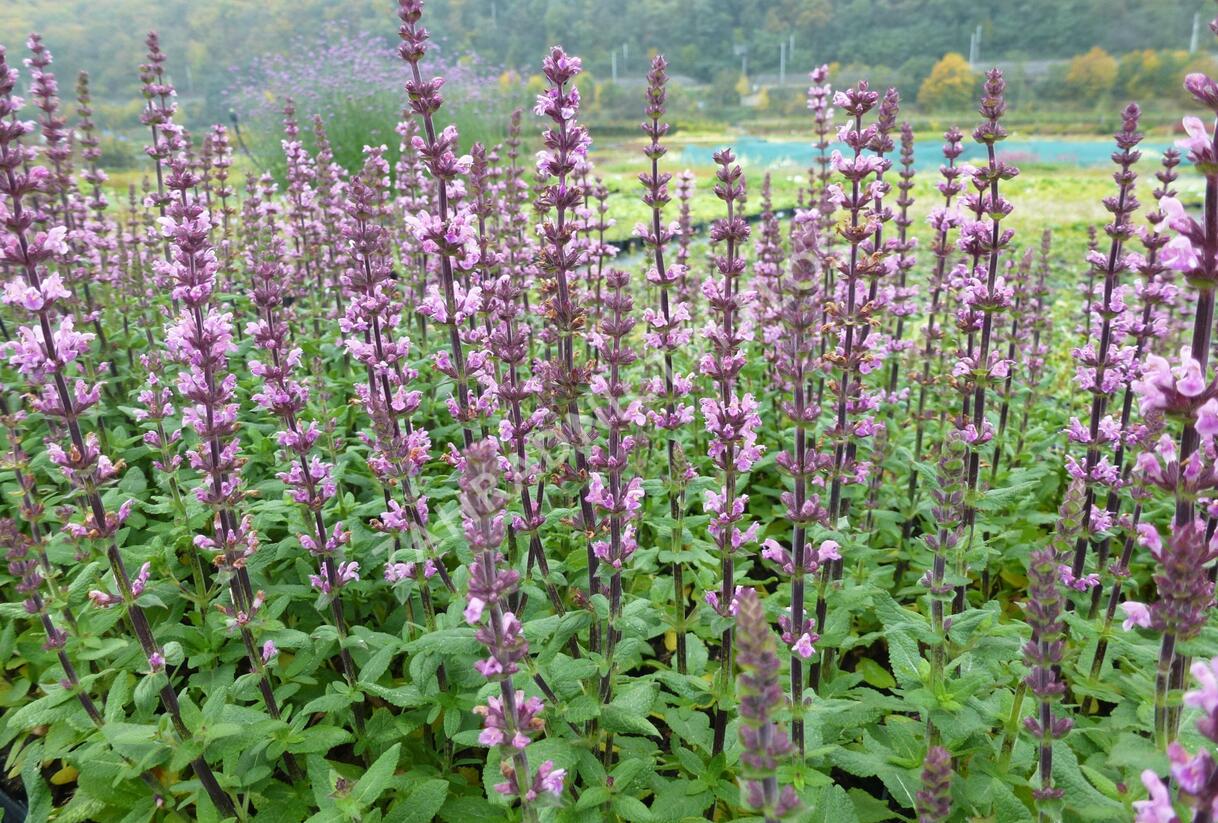 Šalvěj nádherná 'Bordeau Rose' - Salvia superba 'Bordeau Rose'
