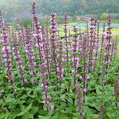 Šalvěj nádherná 'Bordeau Rose' - Salvia superba 'Bordeau Rose'