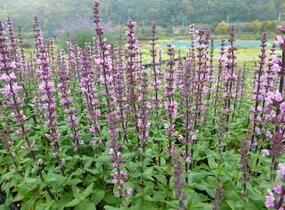 Šalvěj nádherná 'Bordeau Rose' - Salvia superba 'Bordeau Rose'