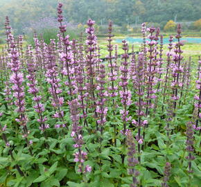 Šalvěj nádherná 'Bordeau Rose' - Salvia superba 'Bordeau Rose'