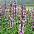 Šalvěj nádherná 'Bordeau Rose' - Salvia superba 'Bordeau Rose'