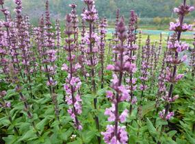 Šalvěj nádherná 'Bordeau Rose' - Salvia superba 'Bordeau Rose'