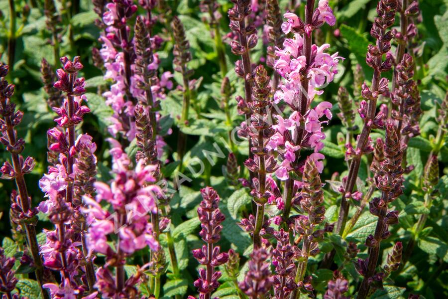 Šalvěj nádherná 'Bordeau Rose' - Salvia superba 'Bordeau Rose'