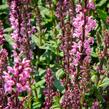 Šalvěj nádherná 'Bordeau Rose' - Salvia superba 'Bordeau Rose'