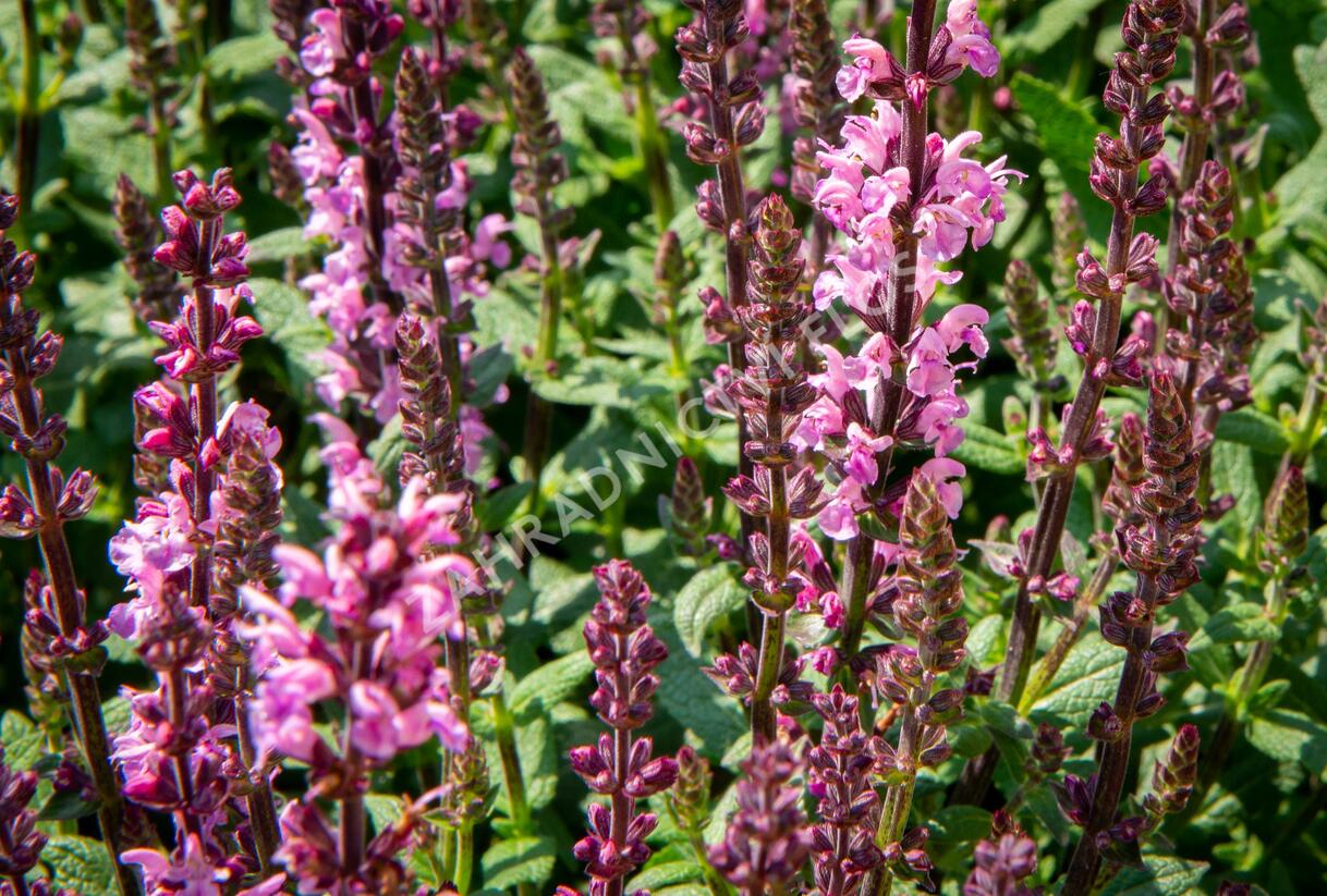 Šalvěj nádherná 'Bordeau Rose' - Salvia superba 'Bordeau Rose'