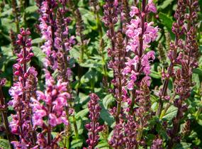 Šalvěj nádherná 'Bordeau Rose' - Salvia superba 'Bordeau Rose'