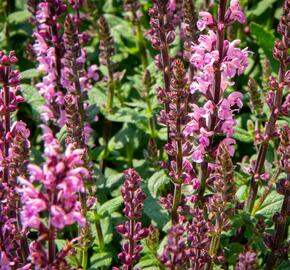 Šalvěj nádherná 'Bordeau Rose' - Salvia superba 'Bordeau Rose'